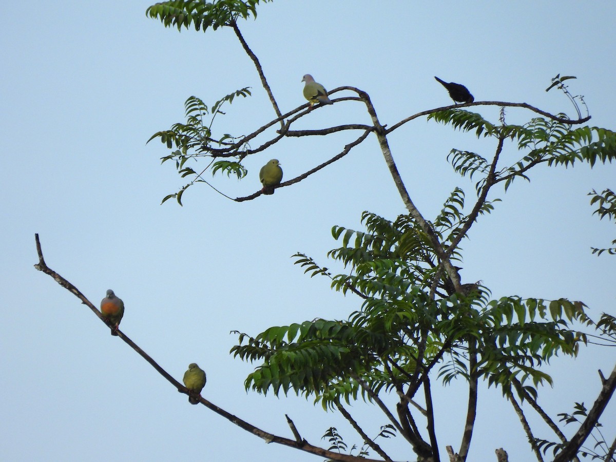Pink-necked Green-Pigeon - ML646039513