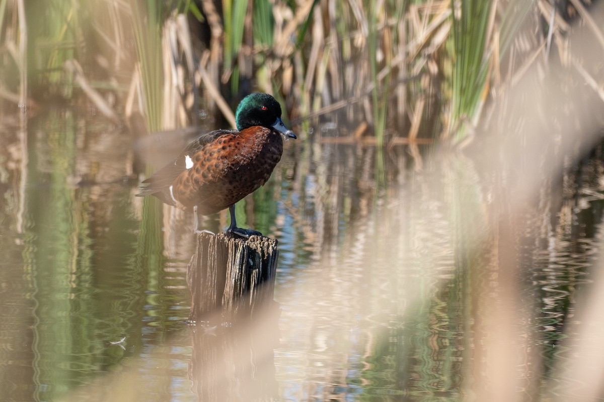 Chestnut Teal - ML646039514