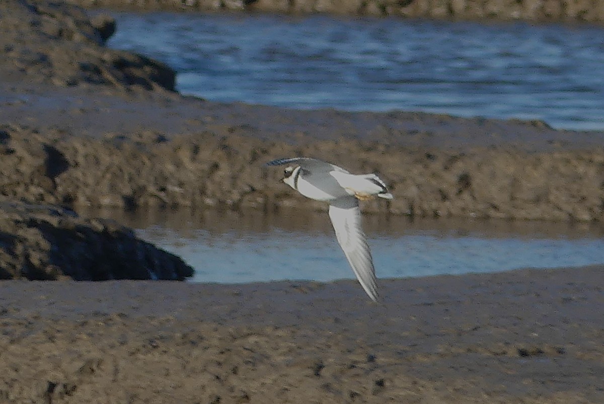 Common Ringed Plover - ML646039516