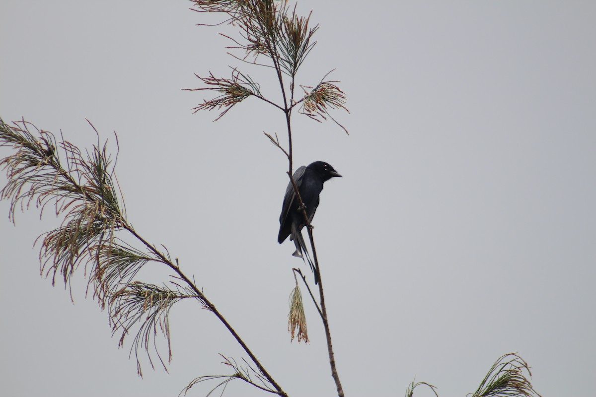 Black Drongo - ML646039517