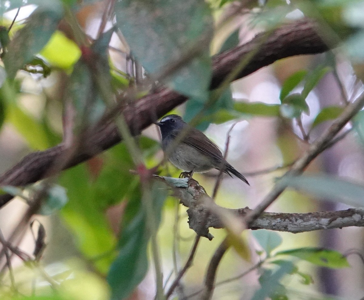 Rufous-gorgeted Flycatcher - ML646039518