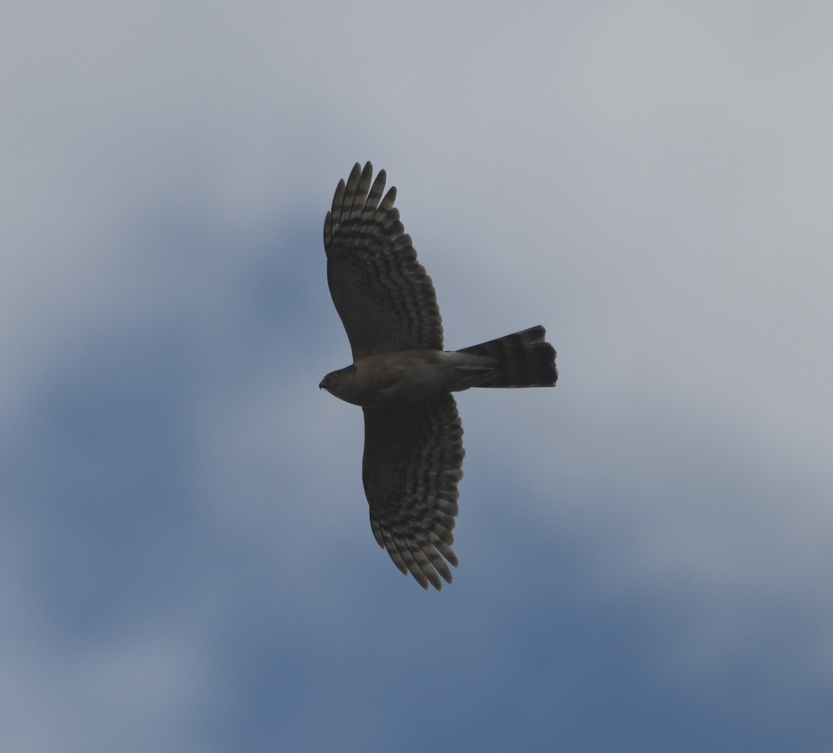 Rufous-breasted Sparrowhawk - ML646039519