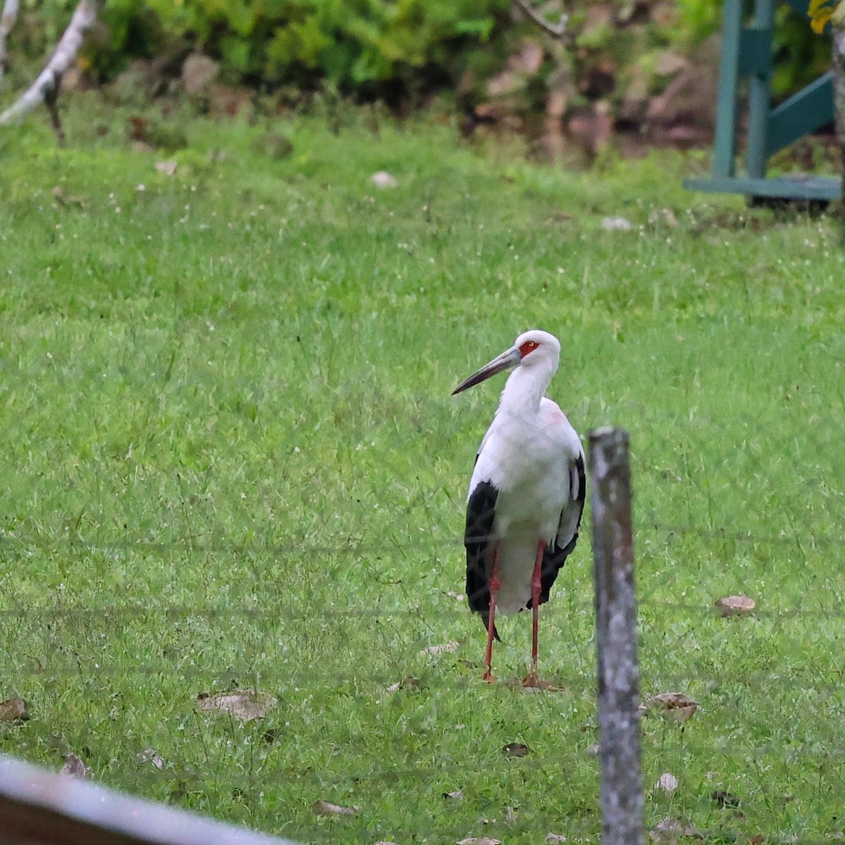 Maguari Stork - ML646039520