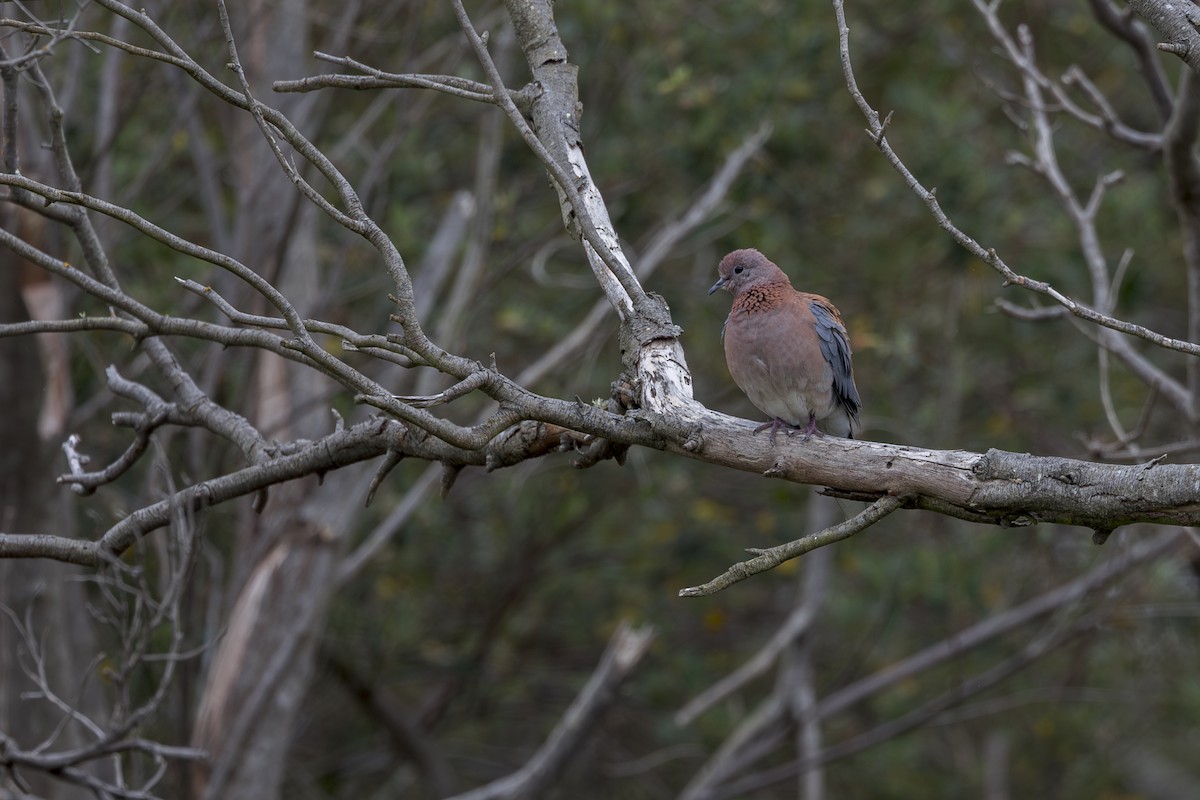 Laughing Dove - ML646039521