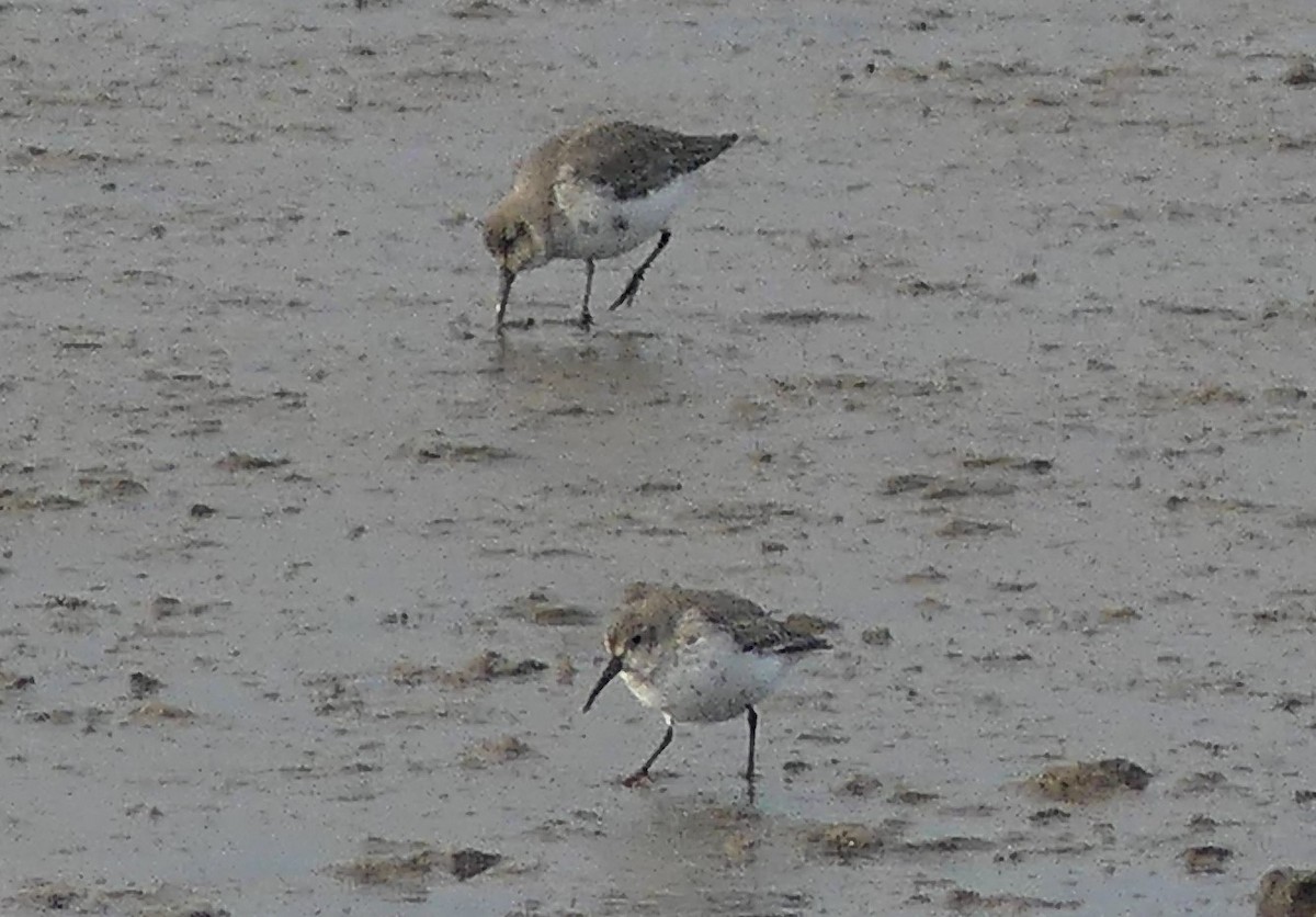 Dunlin - ML646039522