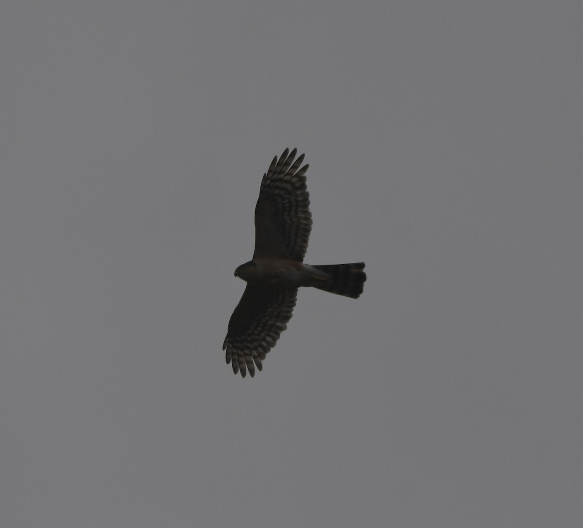 Rufous-breasted Sparrowhawk - ML646039524