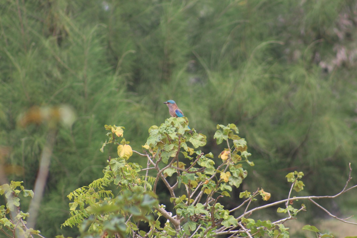 Indian Roller - ML646039525