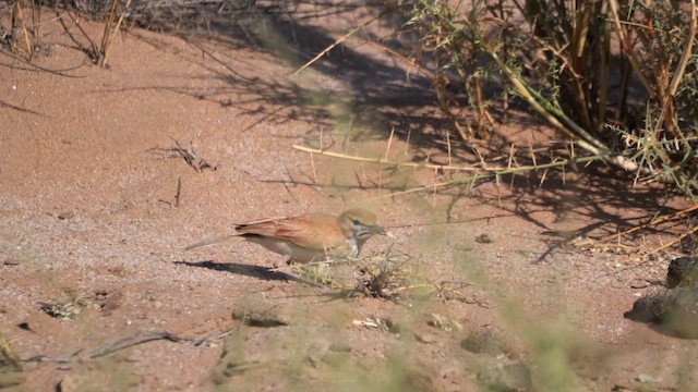 Dune Lark (Dune) - ML646039526