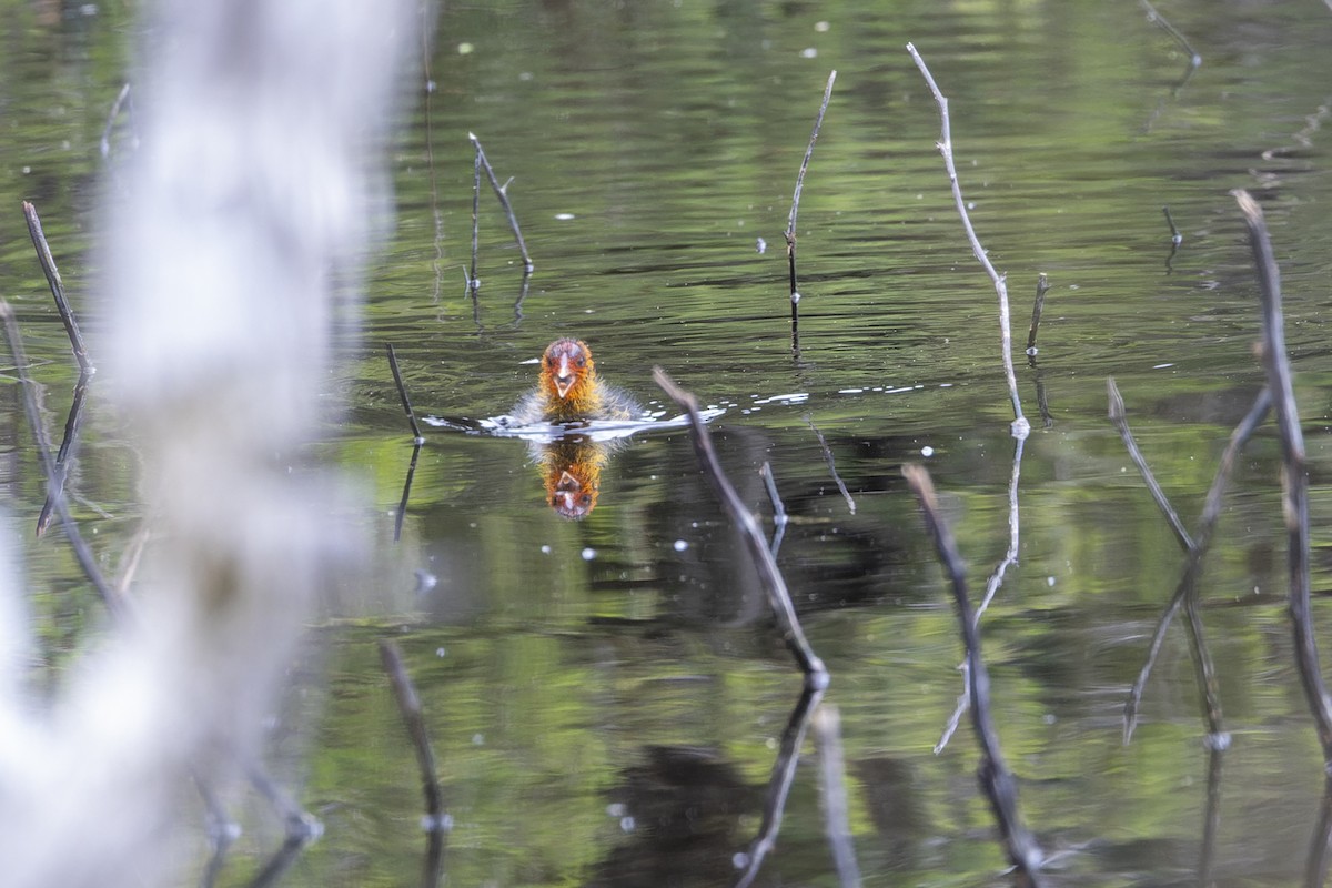 Eurasian Coot - ML646039527