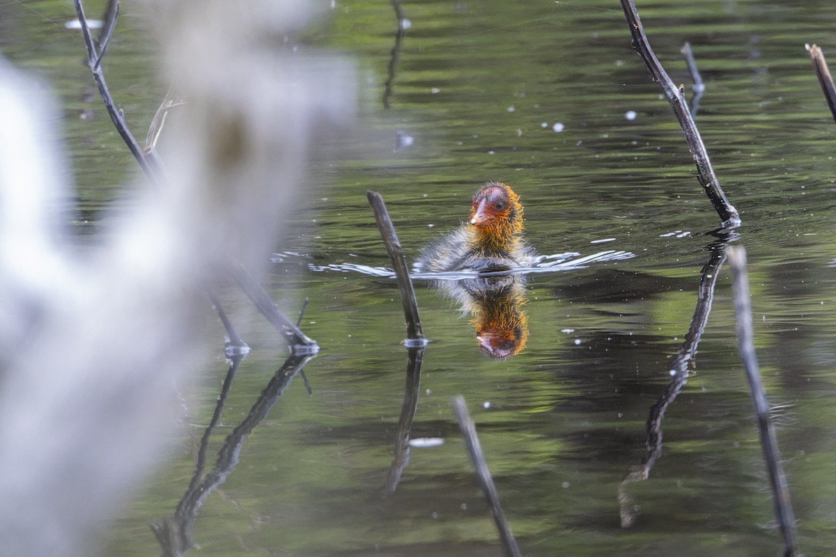 Eurasian Coot - ML646039528