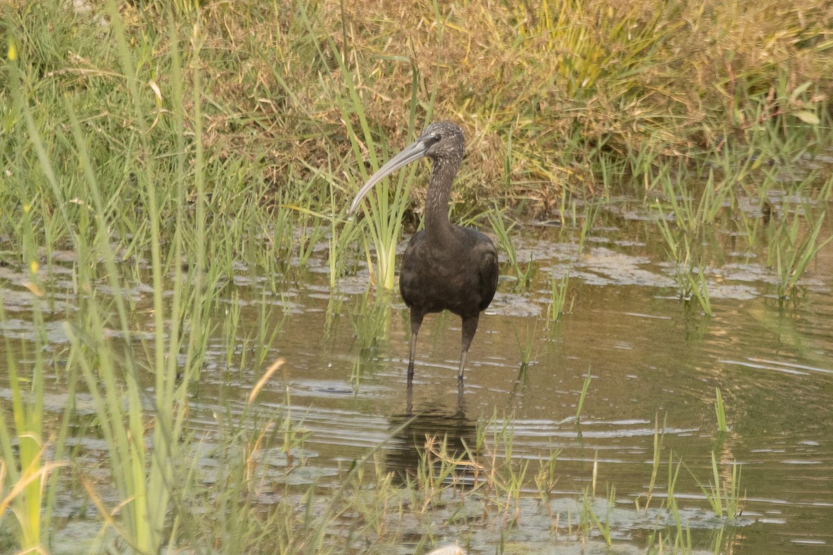 Glossy Ibis - ML646039530