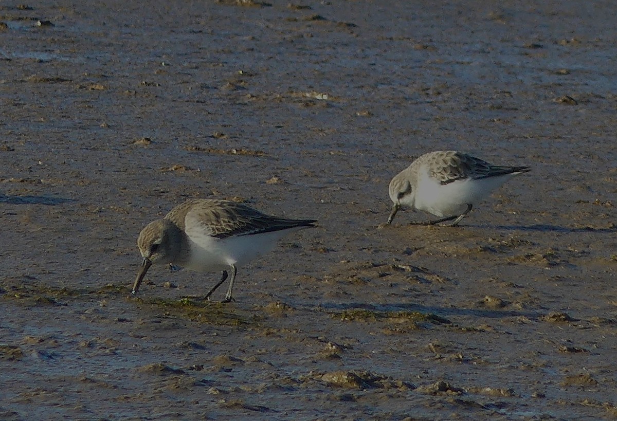 Little Stint - ML646039531