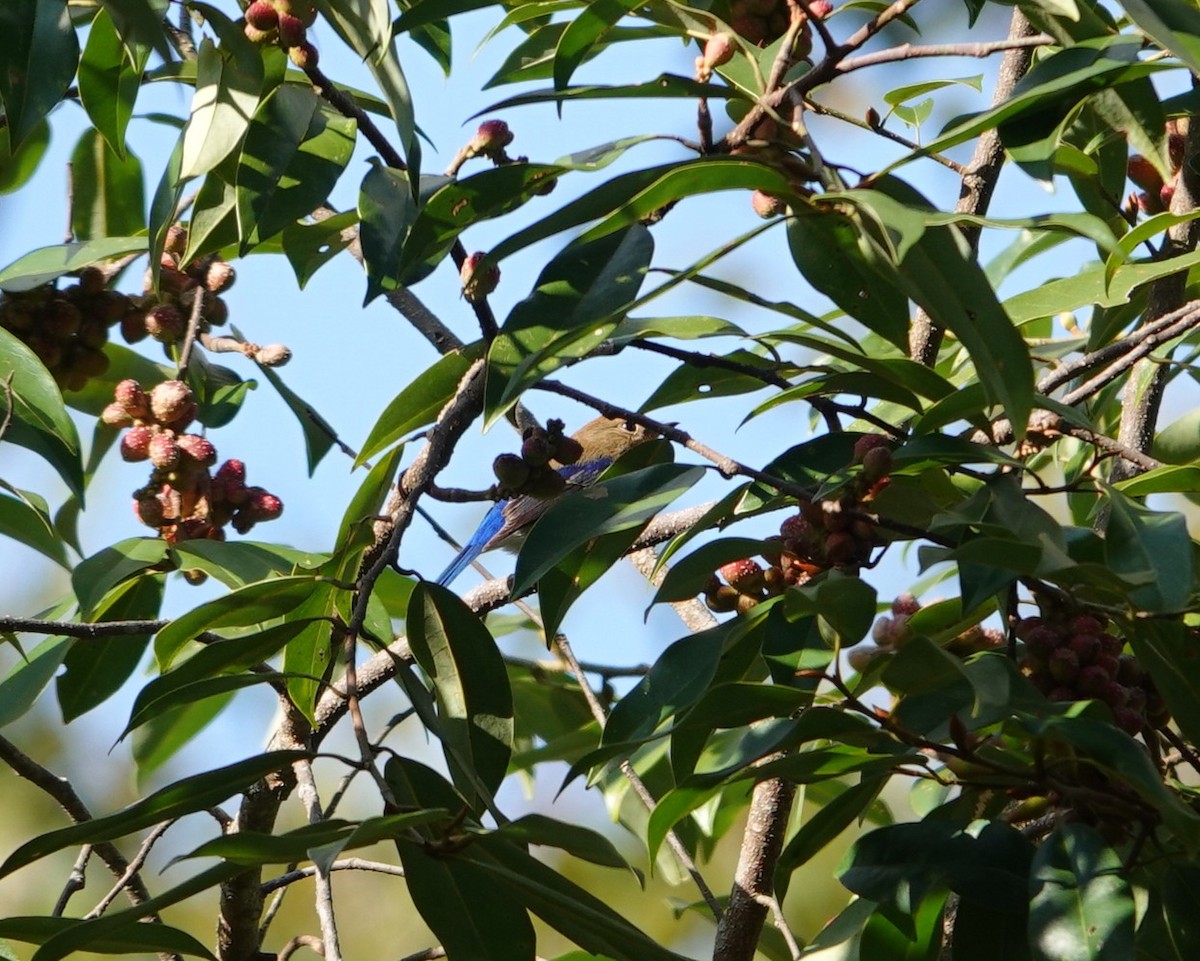 Sapphire Flycatcher - ML646039532