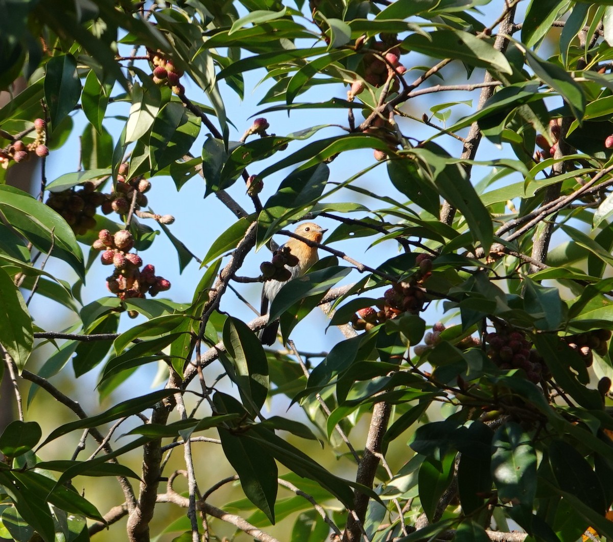 Sapphire Flycatcher - ML646039533