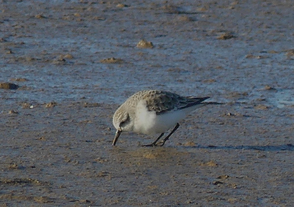 Little Stint - ML646039537