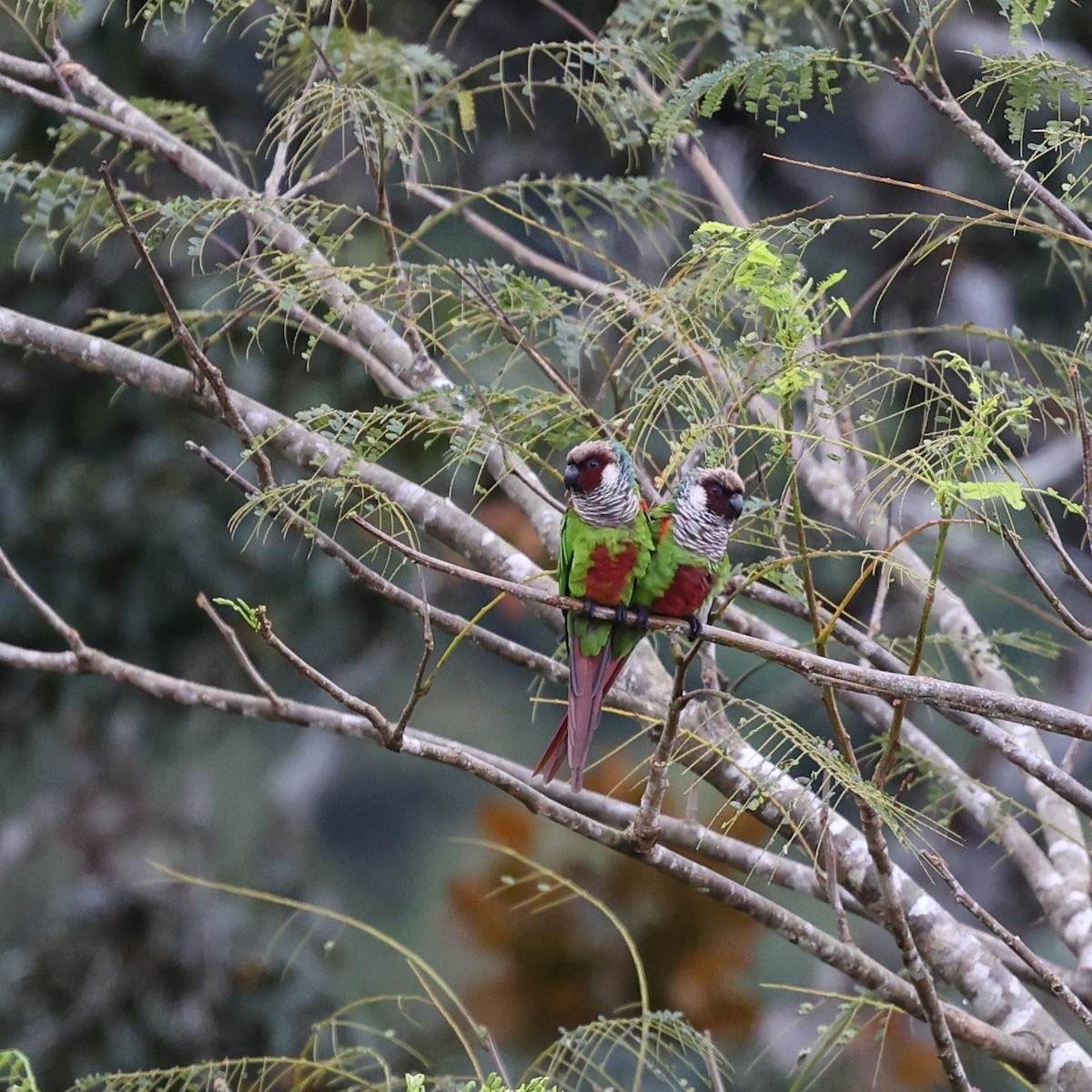 Gray-breasted Parakeet - ML646039538