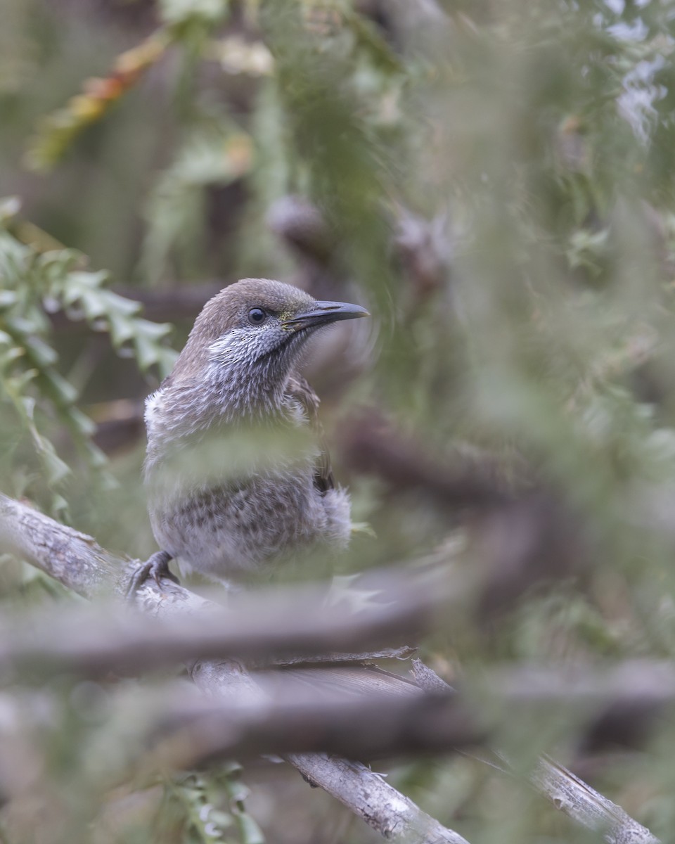 Western Wattlebird - ML646039543