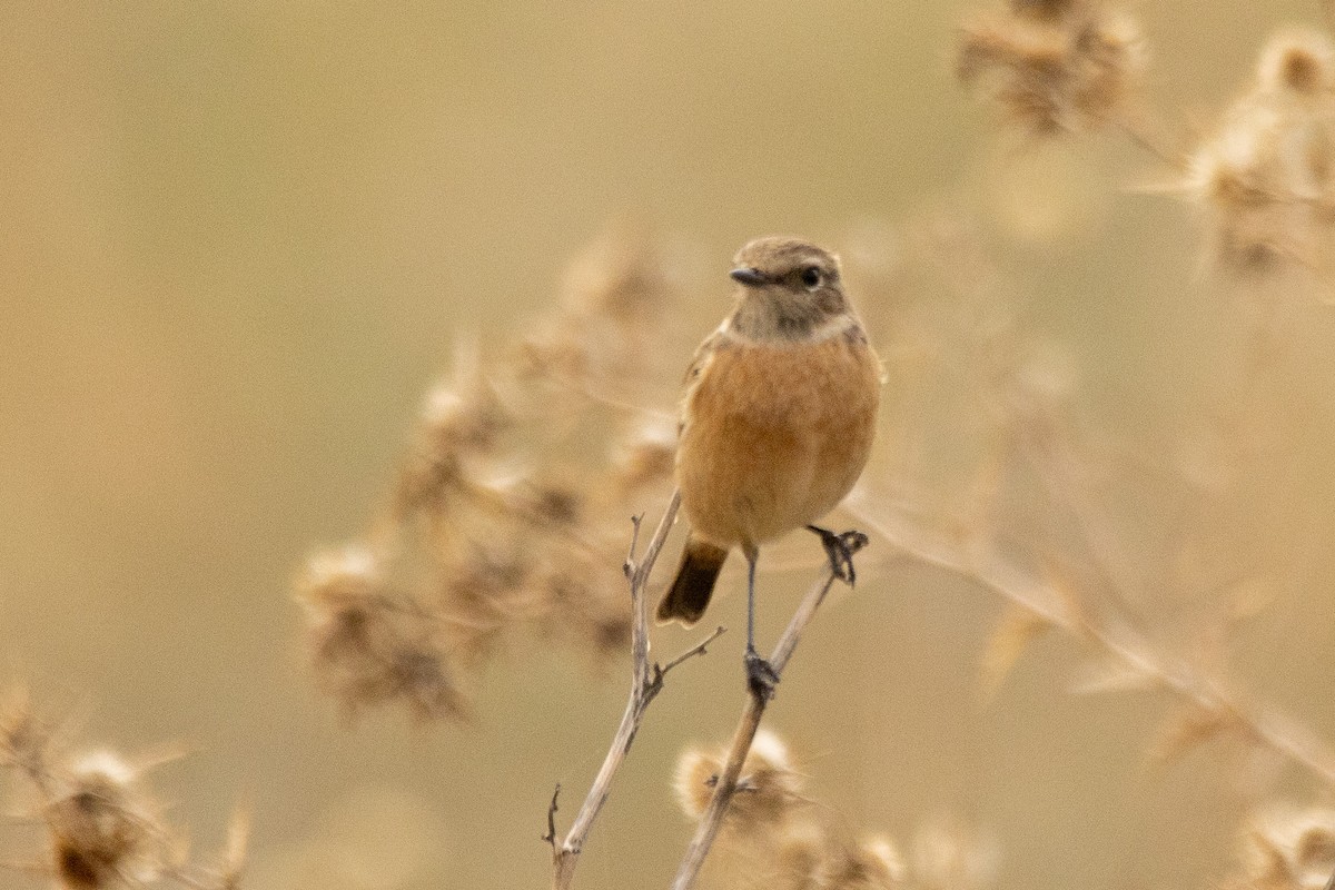 European Stonechat - ML646039544