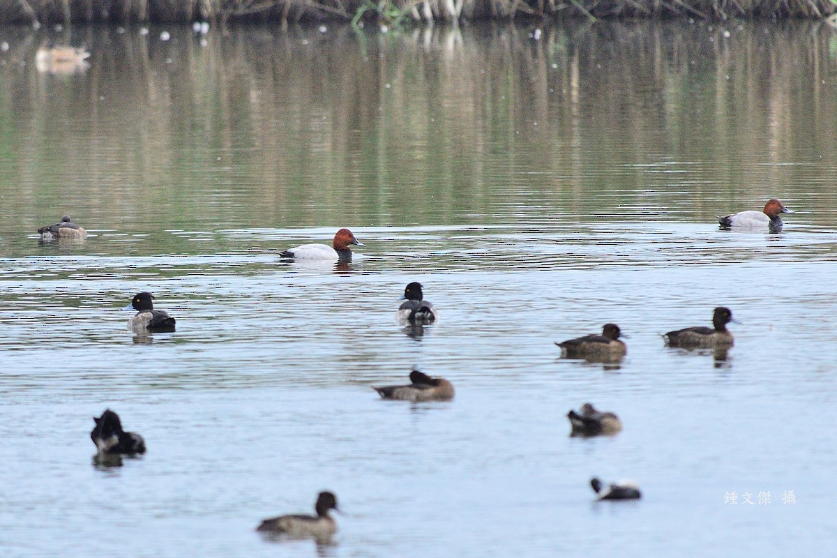 Common Pochard - ML646039547
