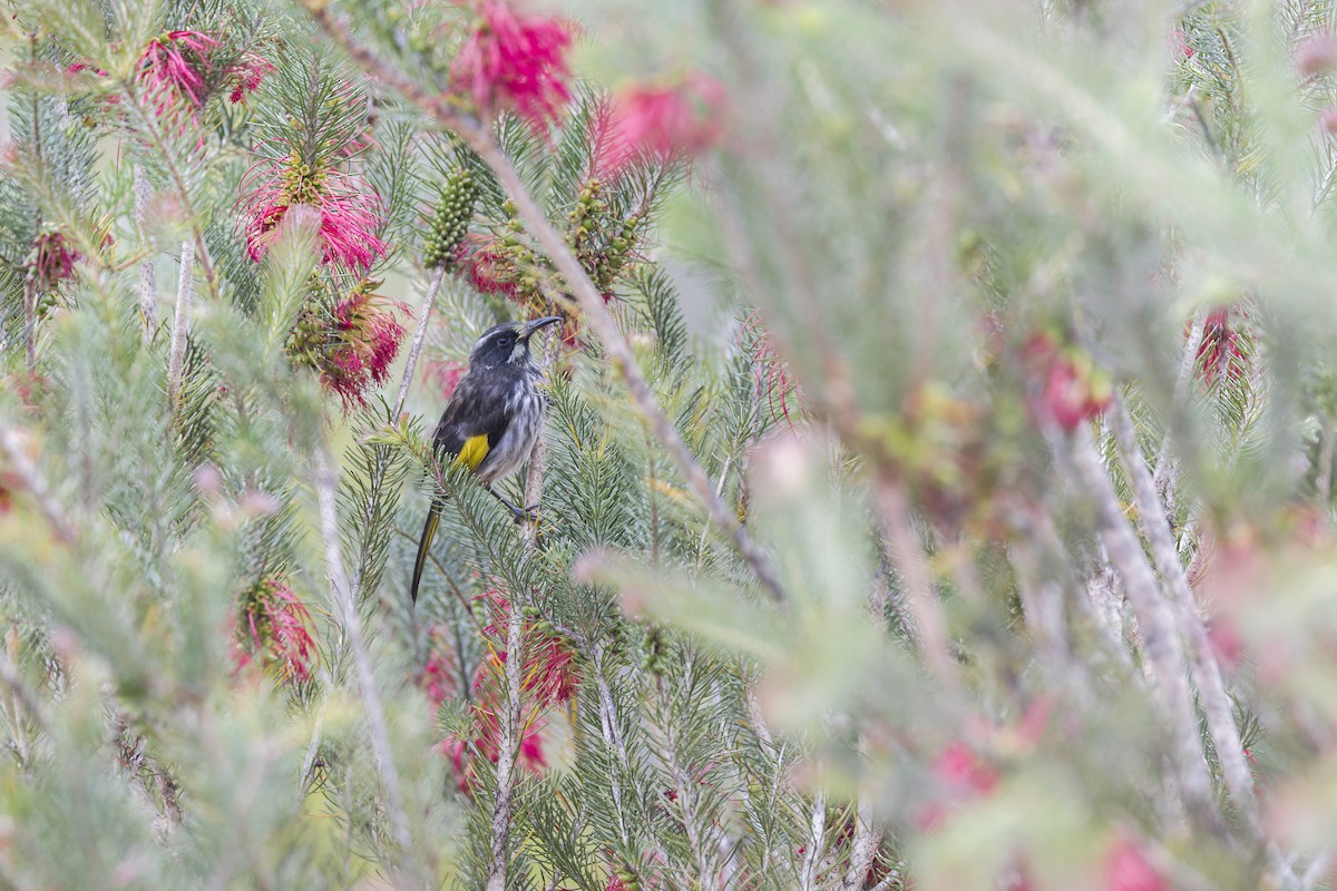 medosavka žlutokřídlá - ML646039549