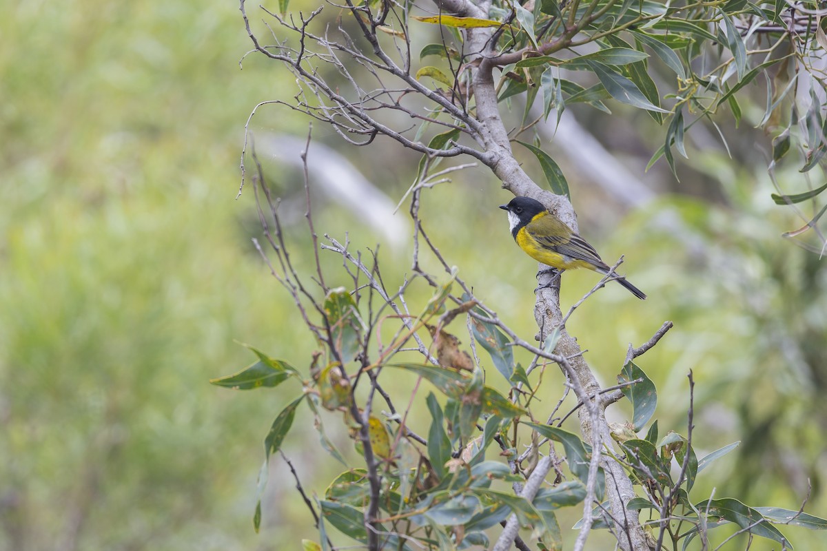 Golden Whistler - ML646039550