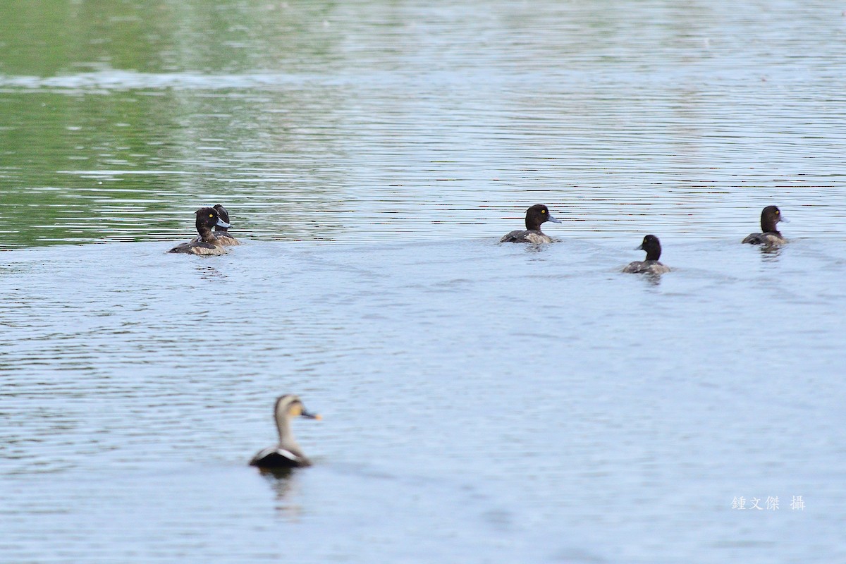 Tufted Duck - ML646039551