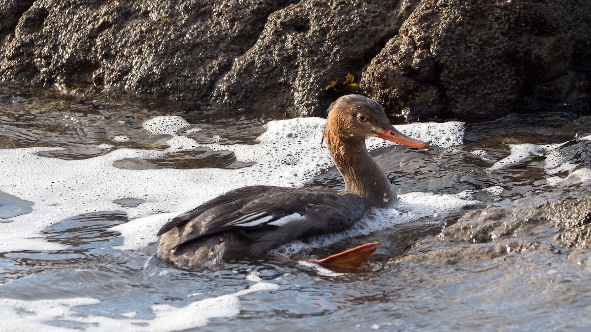 Red-breasted Merganser - ML646039553