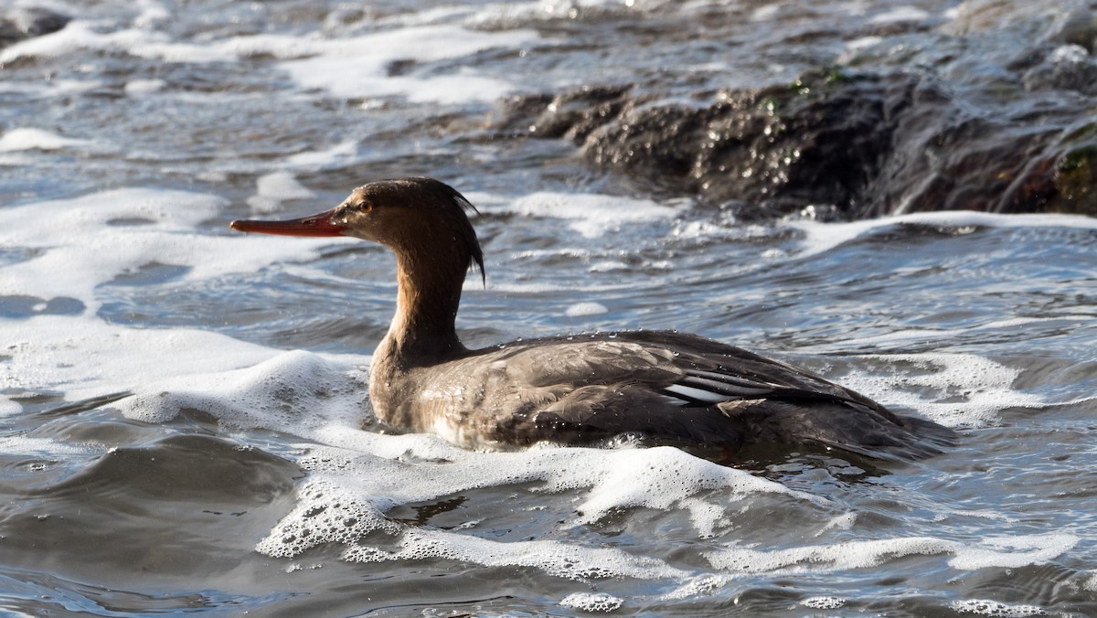 Red-breasted Merganser - ML646039554