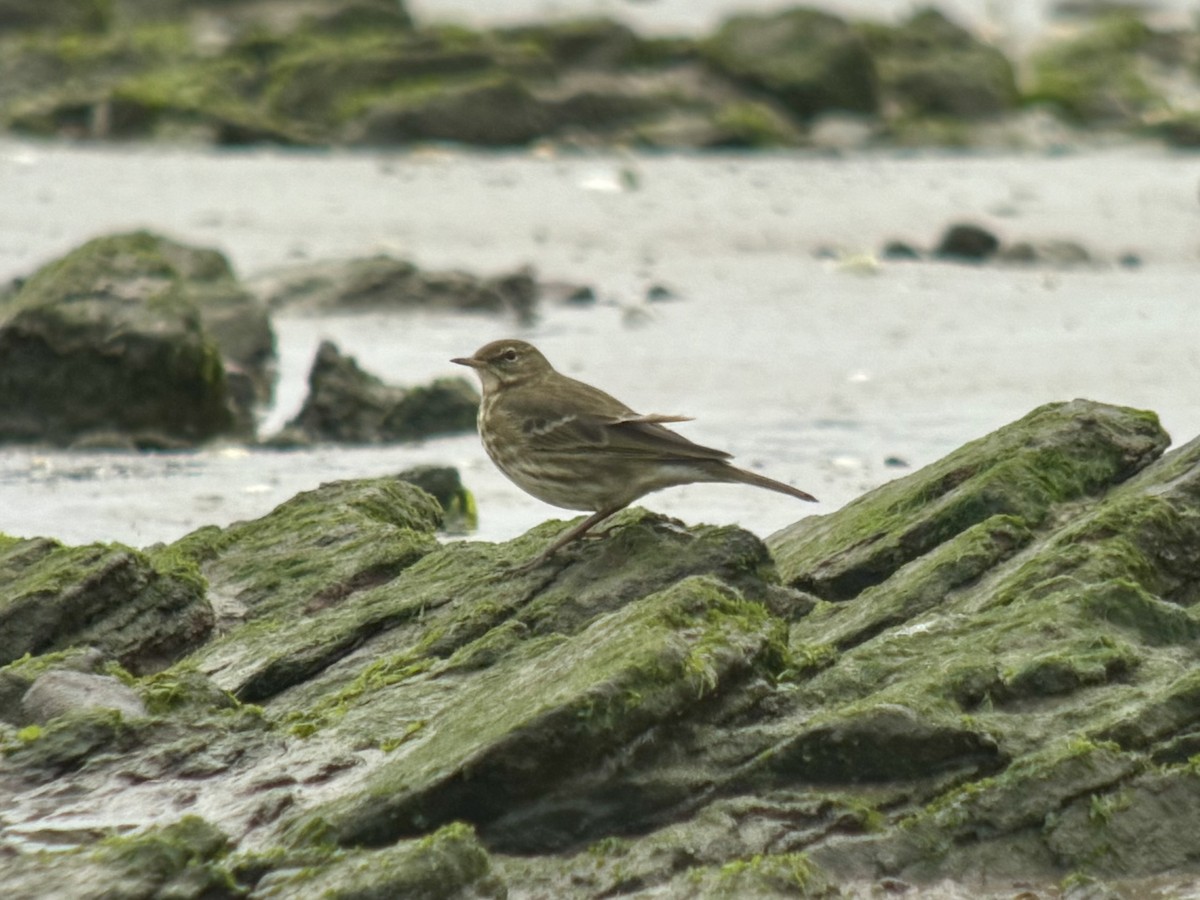 Rock Pipit - ML646039556