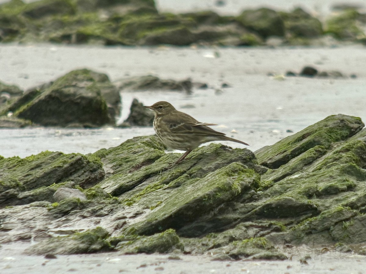 Rock Pipit - ML646039557