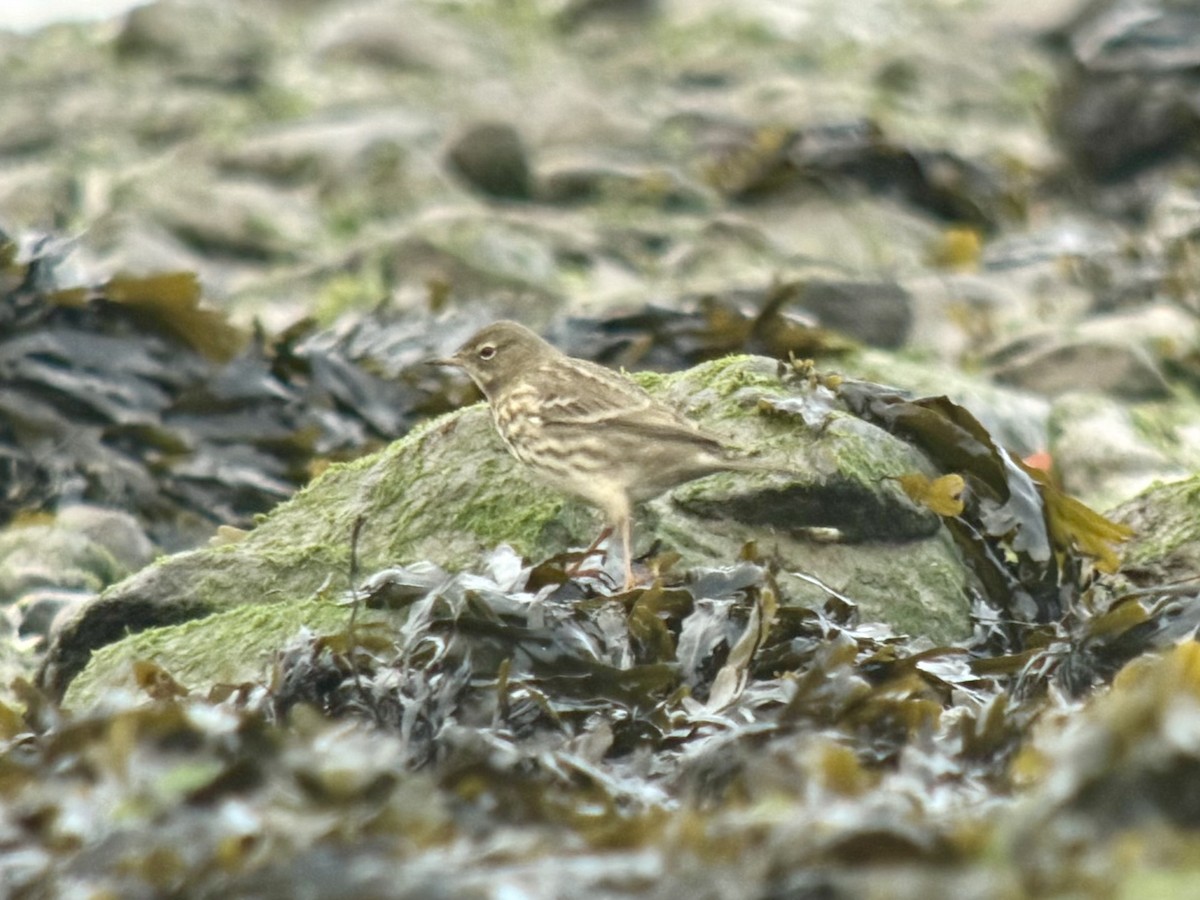 Rock Pipit - ML646039558