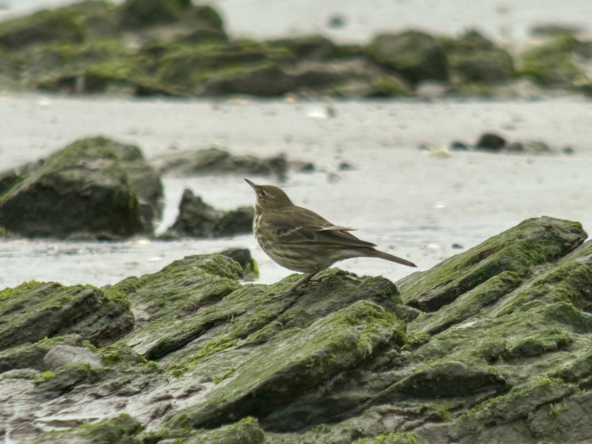 Rock Pipit - ML646039559