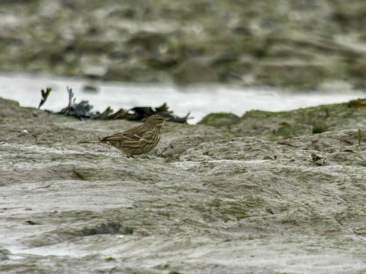 Rock Pipit - ML646039560