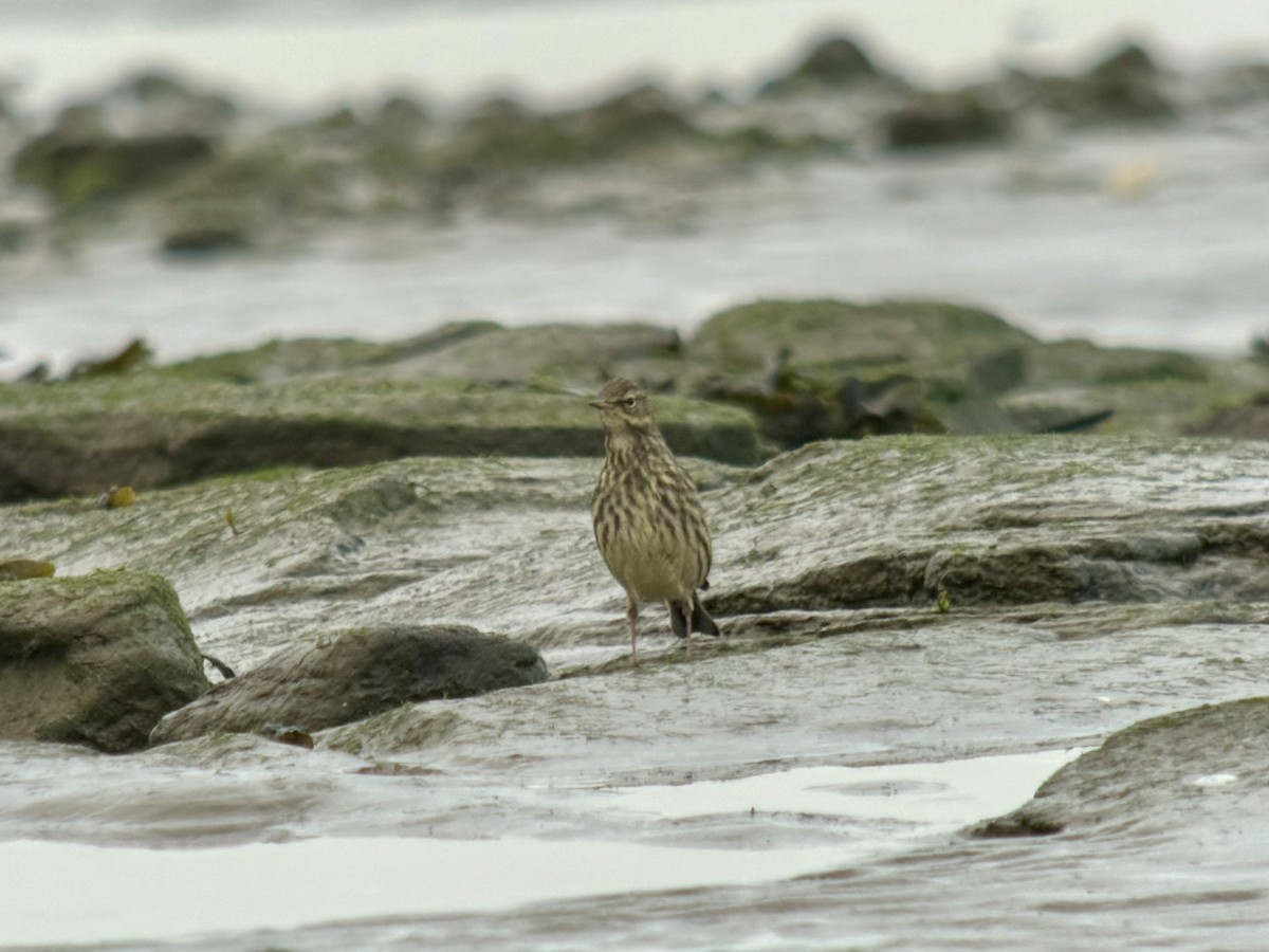 Rock Pipit - ML646039561