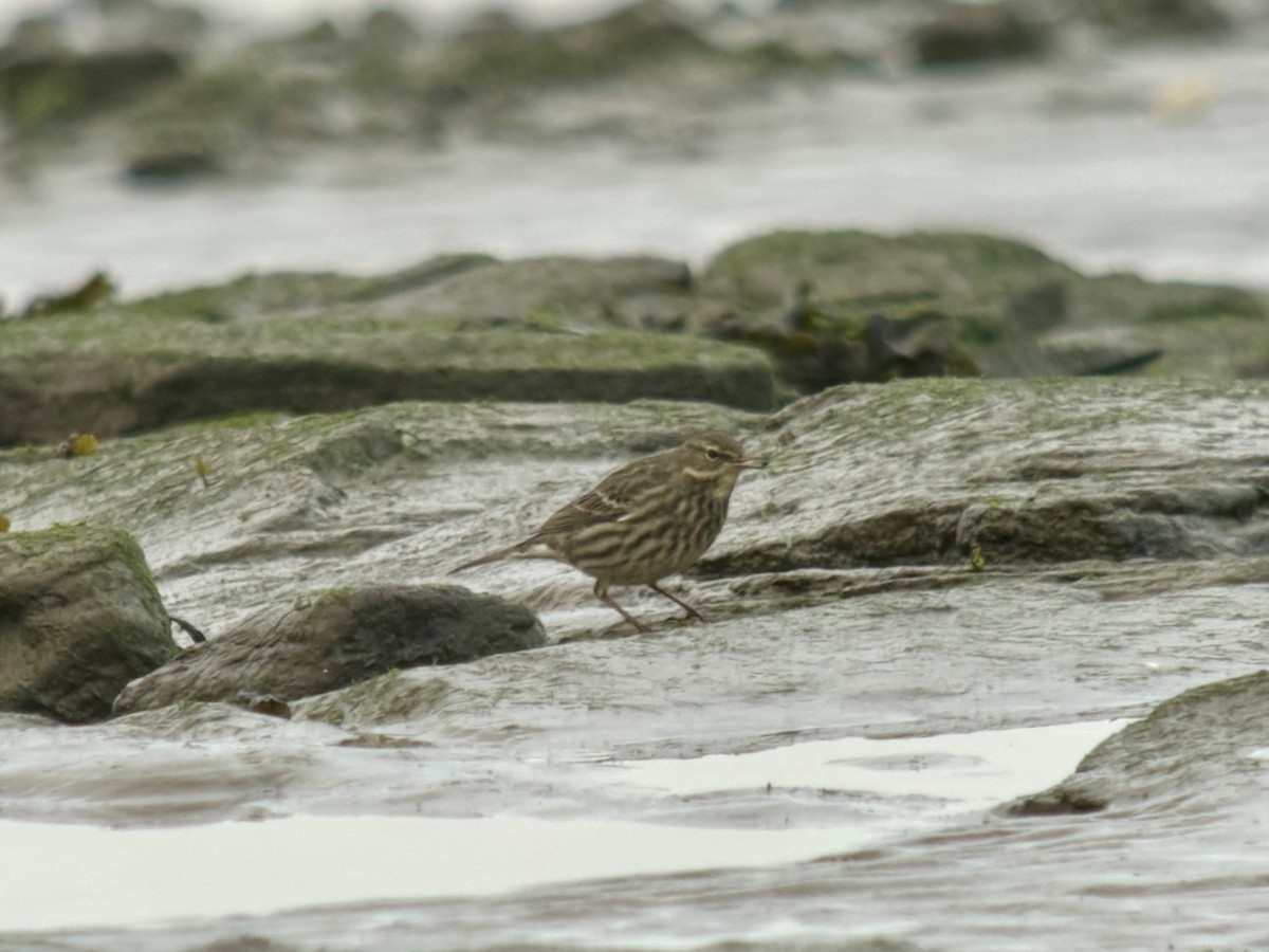 Rock Pipit - ML646039562