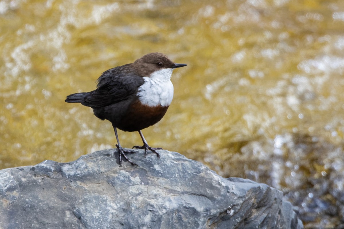 White-throated Dipper - ML646039579