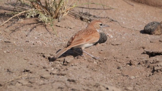 Dune Lark (Dune) - ML646039582