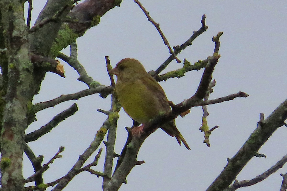 European Greenfinch - ML646039583