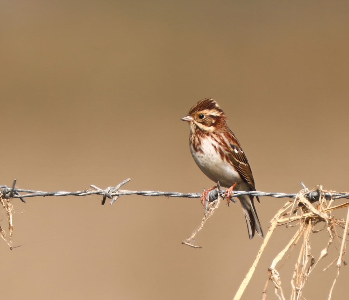 Rustic Bunting - ML646039588