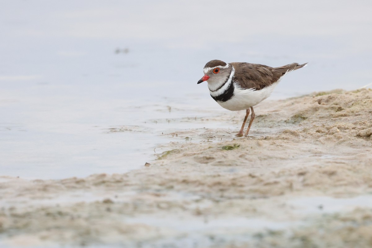 ミスジチドリ - ML646039594