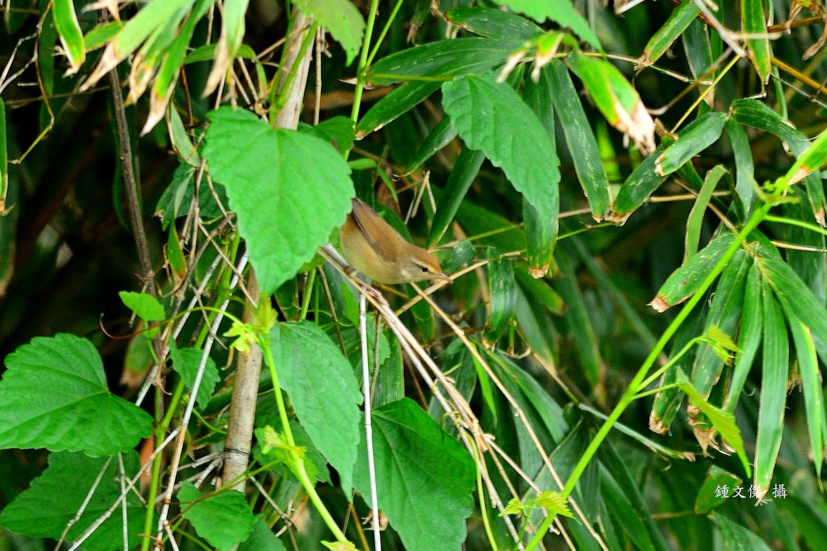 Manchurian Bush Warbler - ML646039596