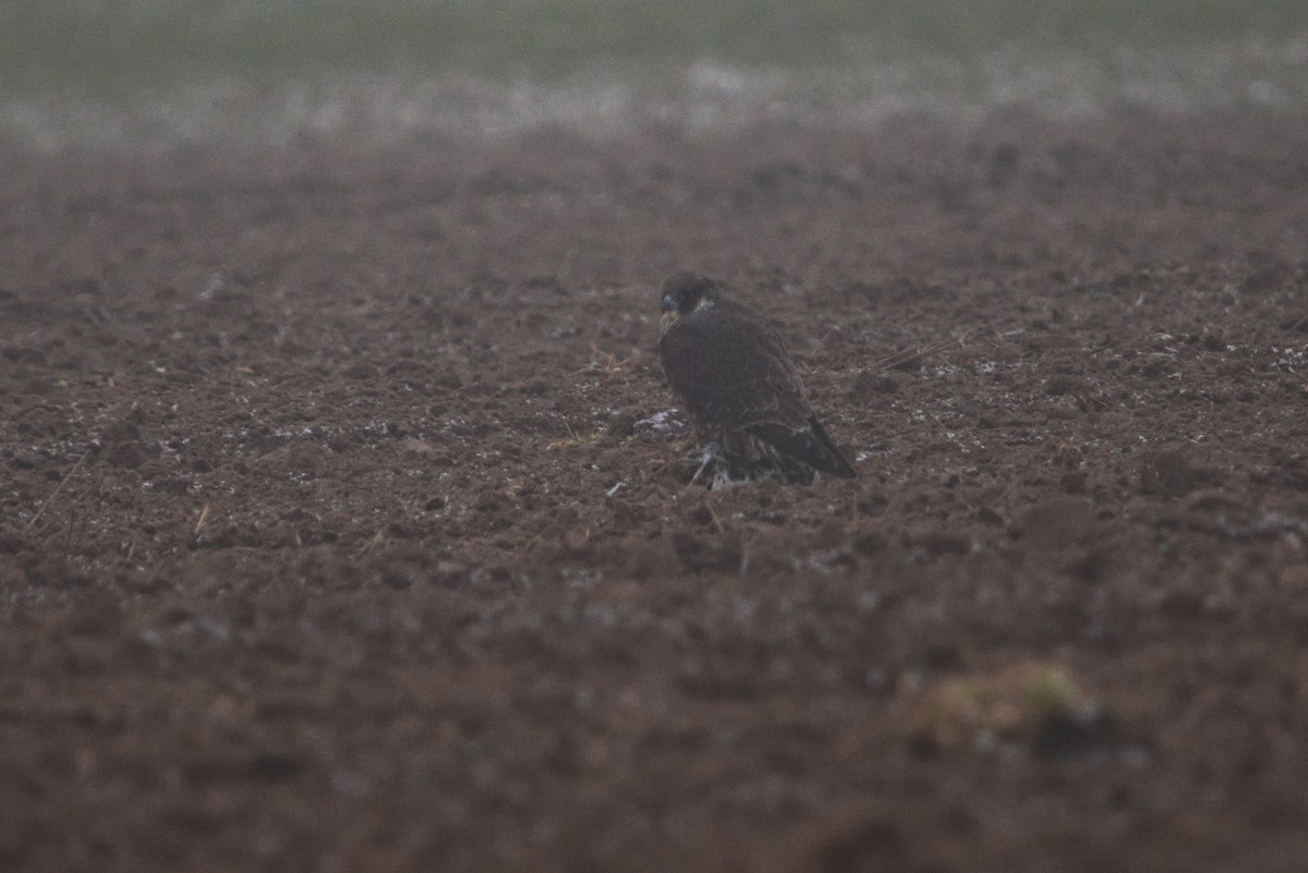 Peregrine Falcon - ML646039604