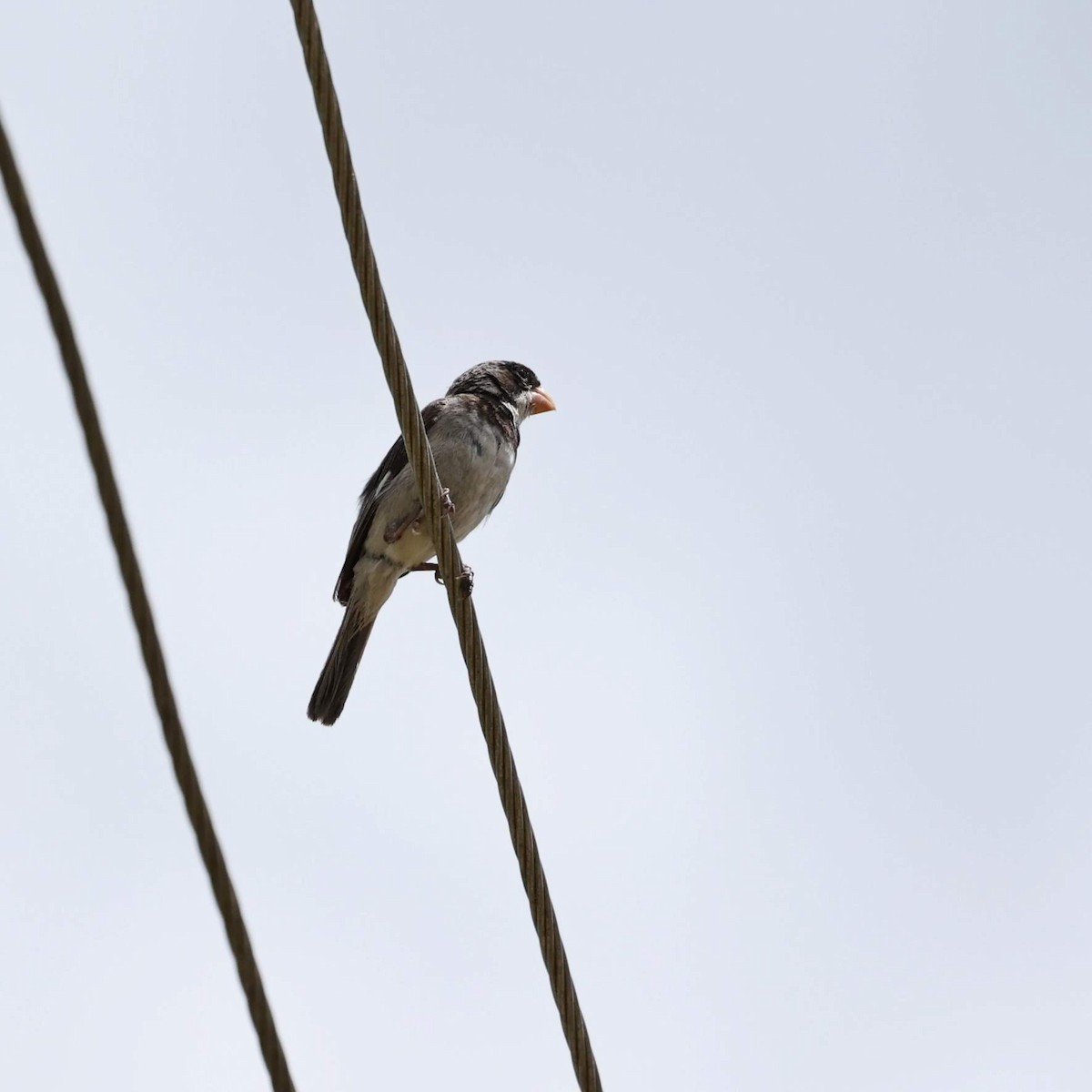 White-throated Seedeater - ML646039605