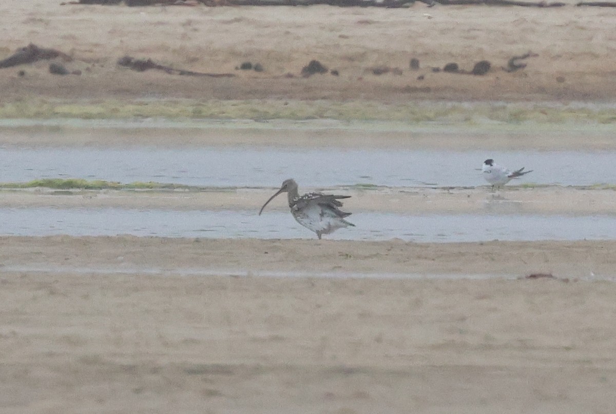 Eurasian Curlew - ML646039606