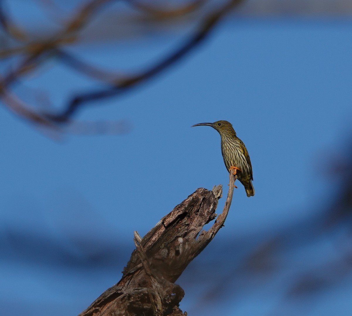 Streaked Spiderhunter - ML646039610