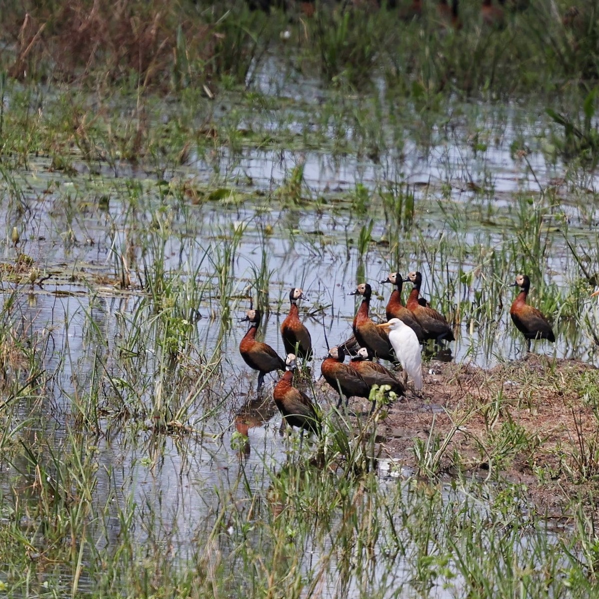 White-faced Whistling-Duck - ML646039611
