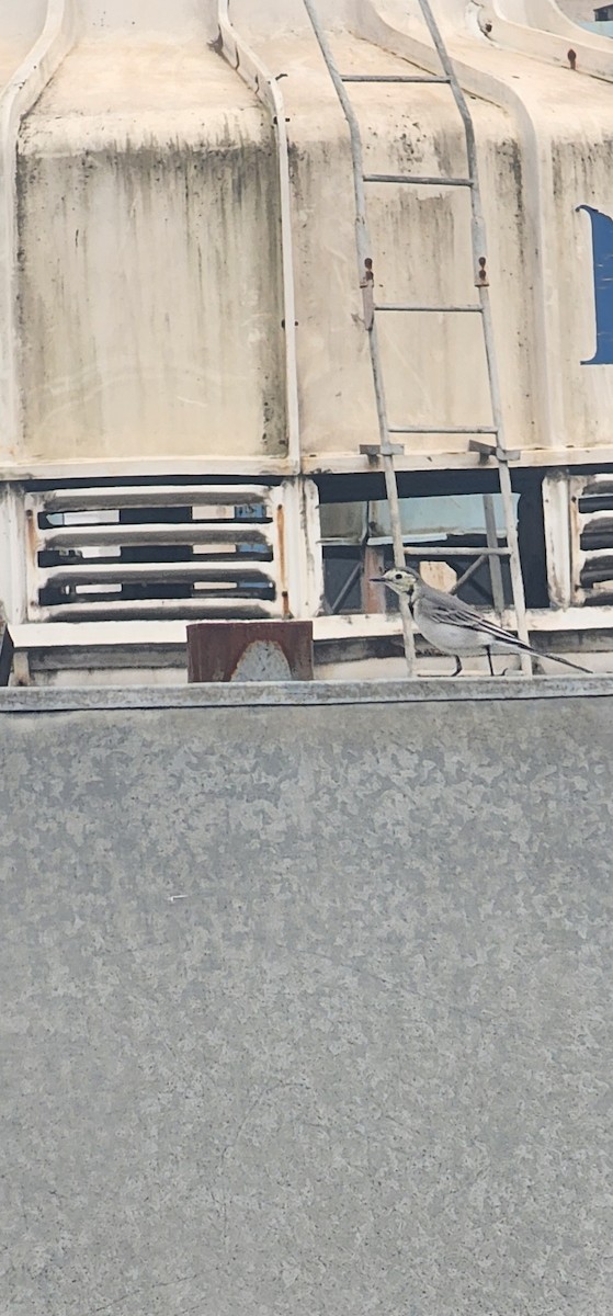 White Wagtail - ML646039613