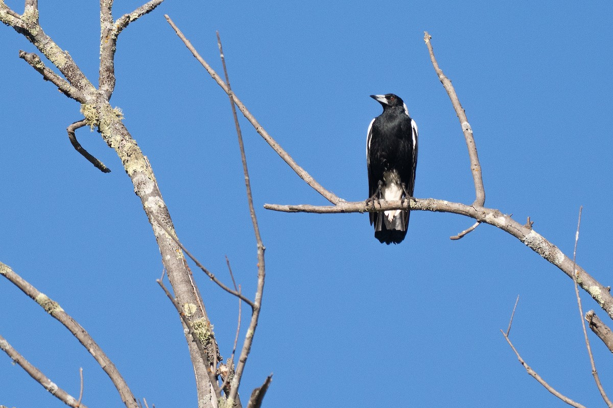 Australian Magpie - ML646039614