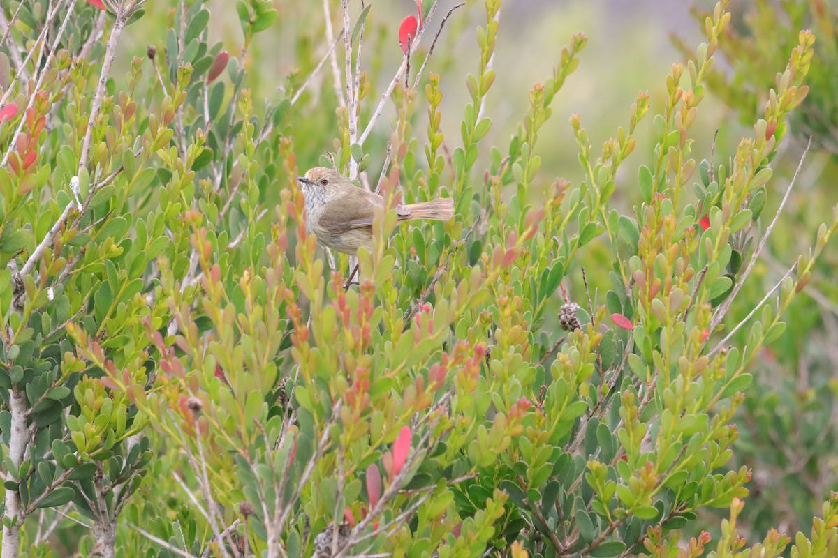 Brown Thornbill - ML646039615
