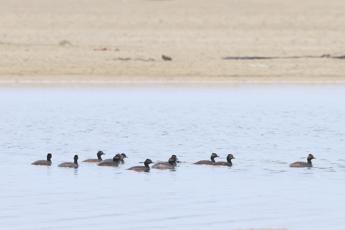 Eared Grebe - ML646039616